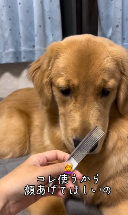 上を向いてほしい飼い主さんVSモンガータくん5
