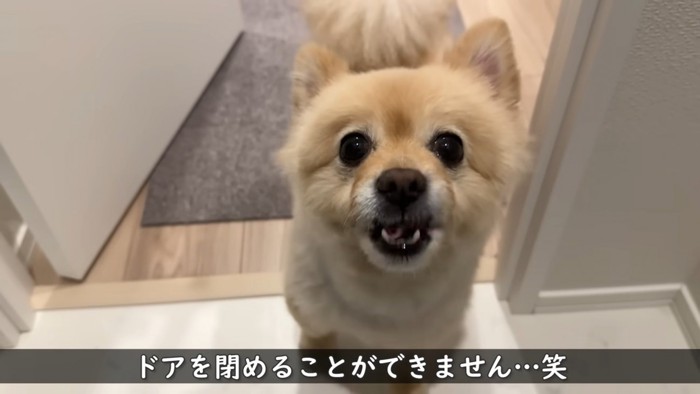 笑顔の犬