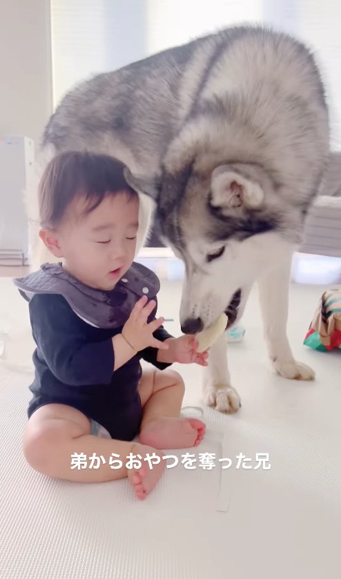 子供が持っているおやつを食べている犬