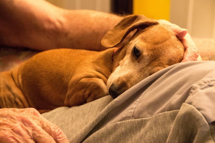 頭を撫でられる老犬