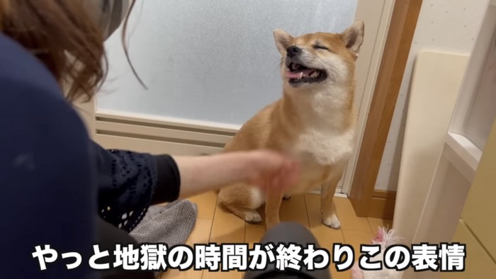 お風呂のドアの前に座る柴犬（前に女性）