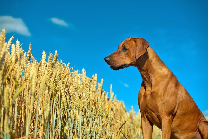 麦畑と犬