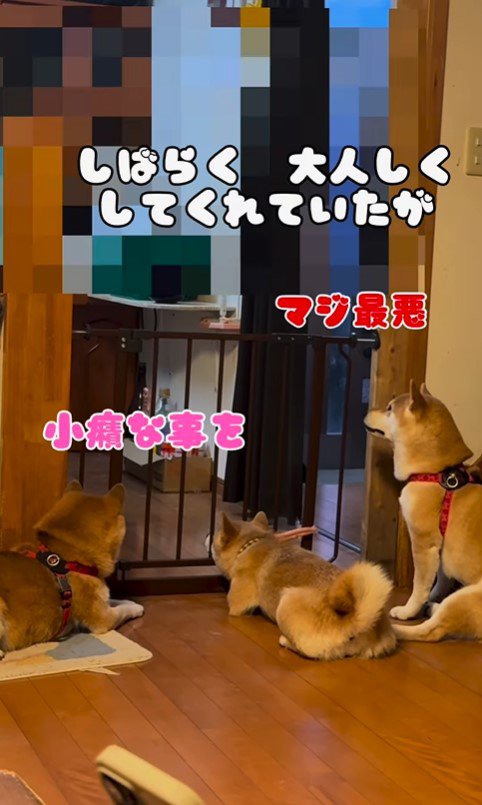 キッチンに侵入する柴犬たち6