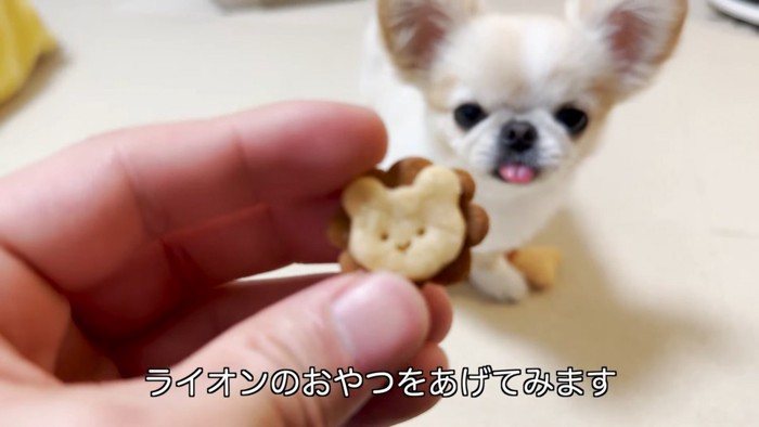 おやつと舌を出した小型犬