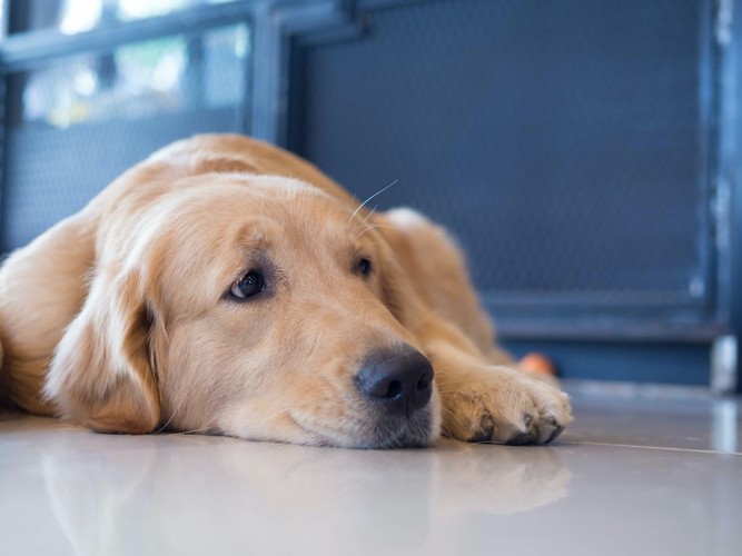 寂しそうに伏せる犬