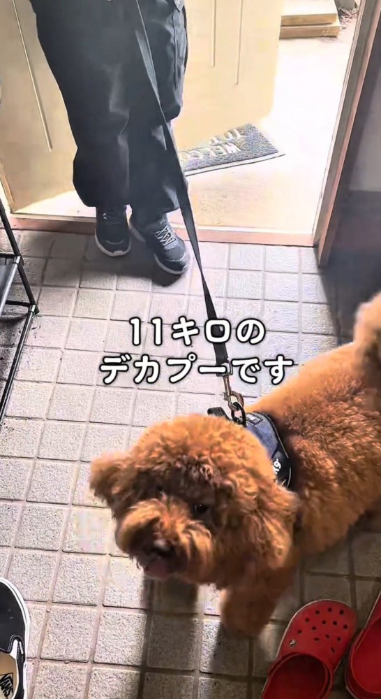 女の子にリードをひかれる犬