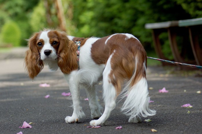 柴犬の横顔のアップ