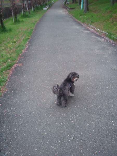 道路を歩く犬