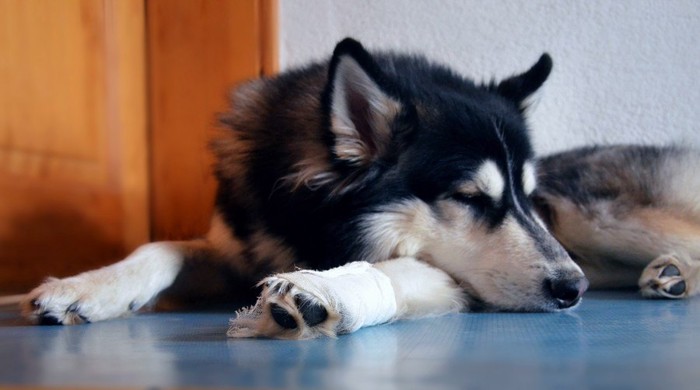 怪我をしている犬