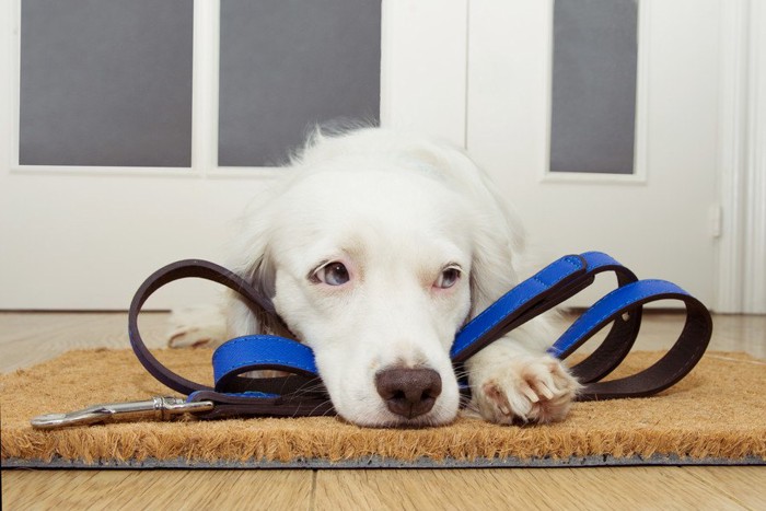 散歩を待つ犬