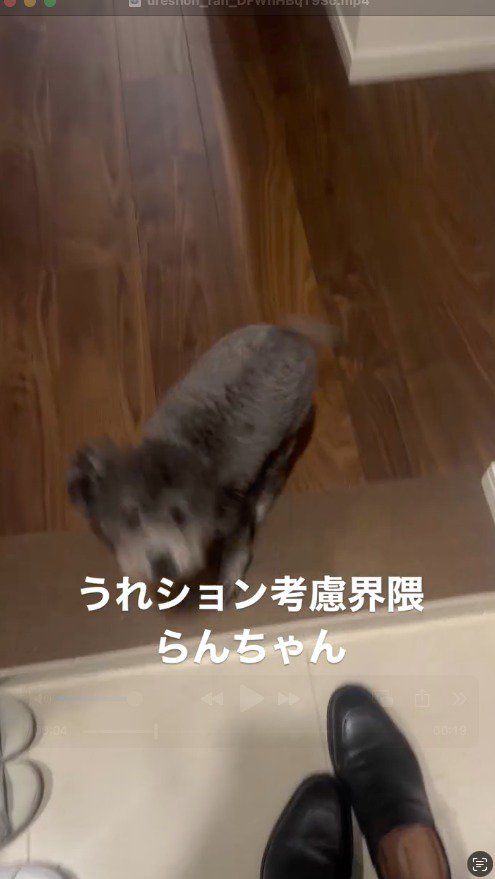 飼い主を見上げる犬