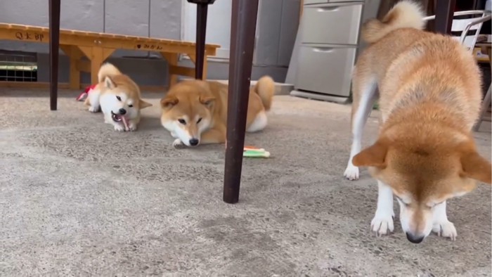 おやつを食べる3匹の犬