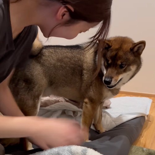 不満そうな柴犬