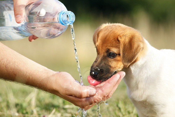 水を飲む犬