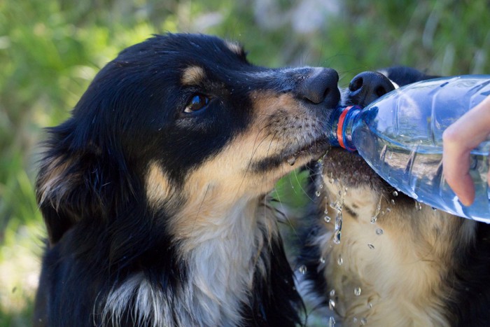 ペットボトルで水を飲む犬2匹