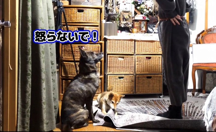 飼い主を見上げて座る犬と、カーペットをかじる犬