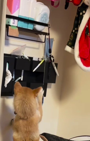 おもちゃも猫用がブーム！？