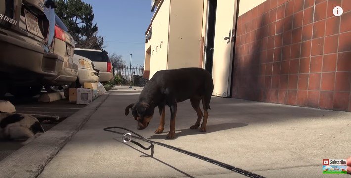 リードの輪を見つめる犬