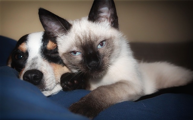 犬と猫