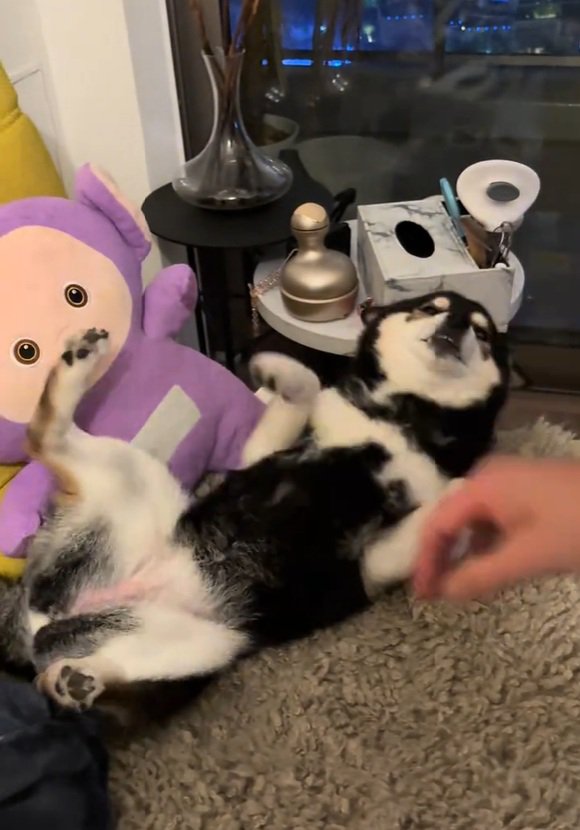 満足そうなさくらちゃん