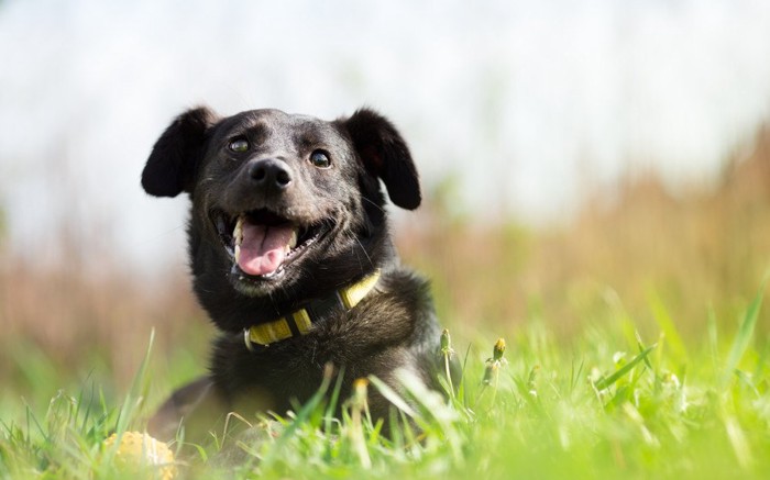 笑顔の黒い犬