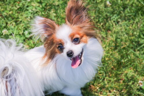 笑顔で見上げるパピヨン