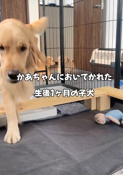 親子で追いかけっこ♪
