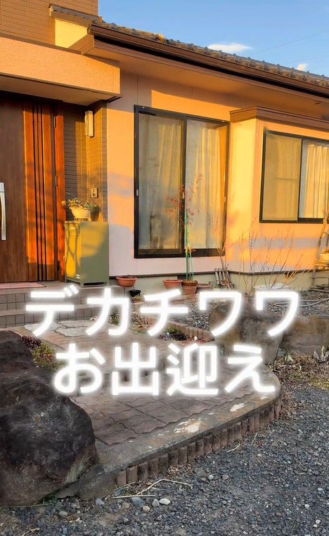 ひめちゃんのお出迎え