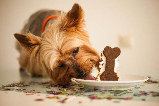 おやつを食べている犬