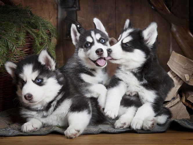 じゃれるシベリアンハスキーの子犬たち