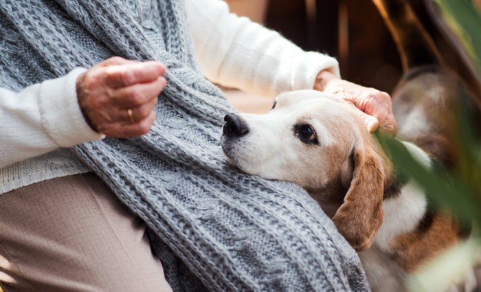 シニア女性の膝の上に頭を置く犬