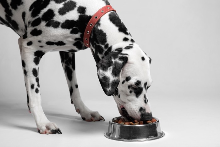 食器からフードを食べている犬