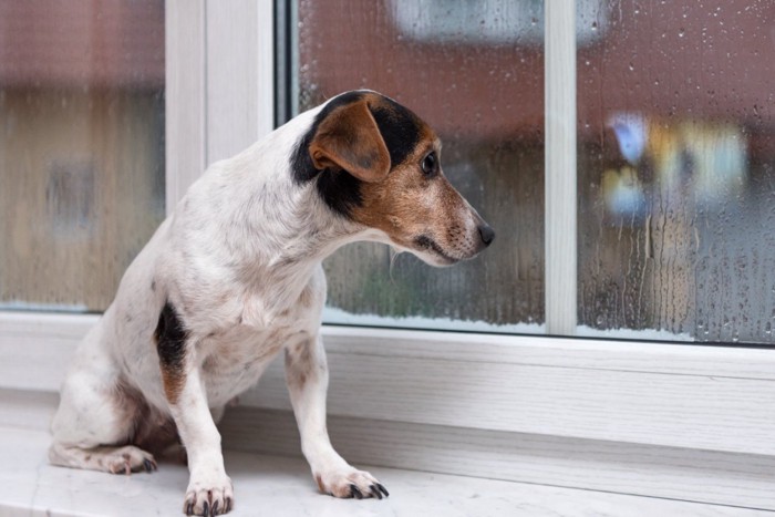 雨が降っているのを眺める犬