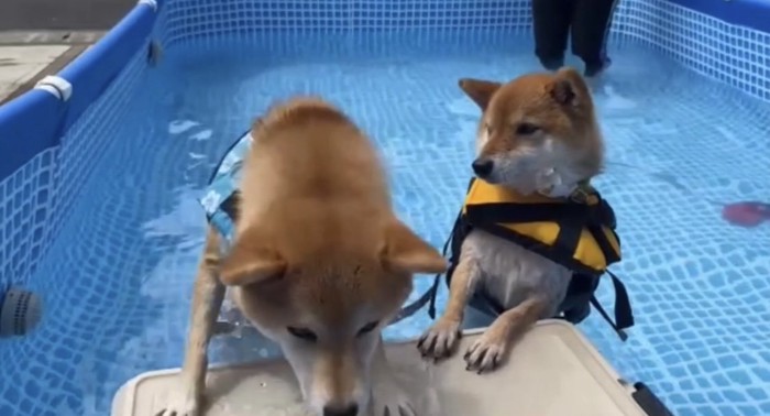 台に乗ろうとする犬