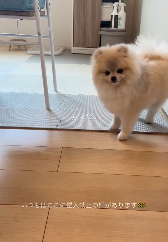 振り返る犬