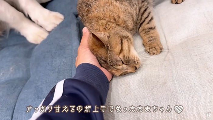 ママに甘えるたまちゃん