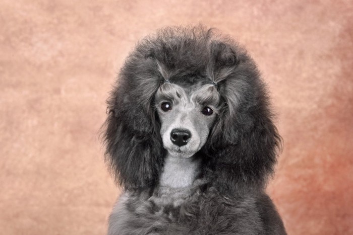 正面を向いている犬の顔のアップ
