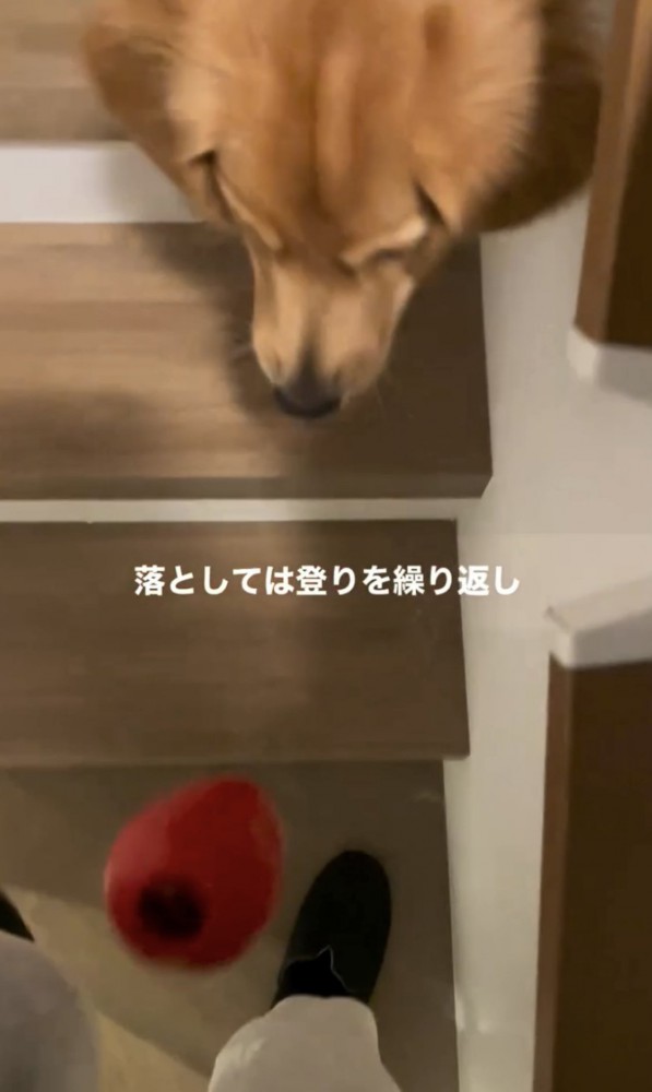 おもちゃを落とす犬