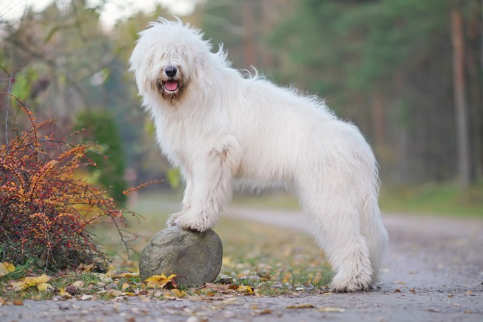 ポーズを取る白い犬