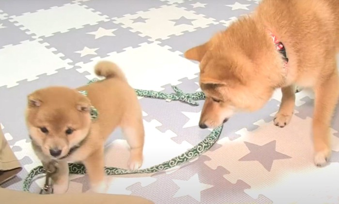 床を嗅ぐ兄柴と子犬%%