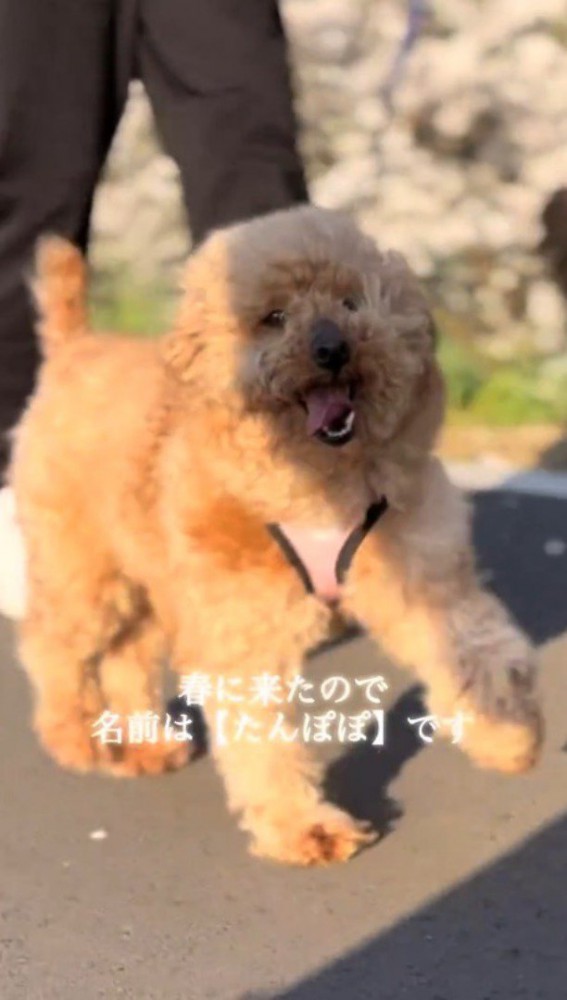 桜並木を笑顔で歩いて行く犬