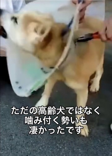 噛みつこうとする老犬