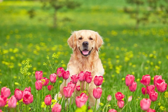 チューリップに囲まれている犬