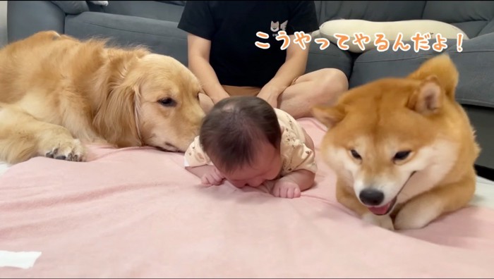 前足を前に出す柴犬