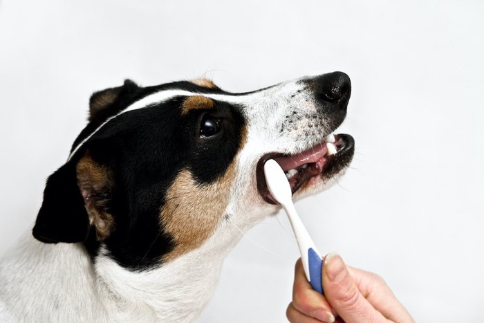 歯を磨かれている犬の横顔