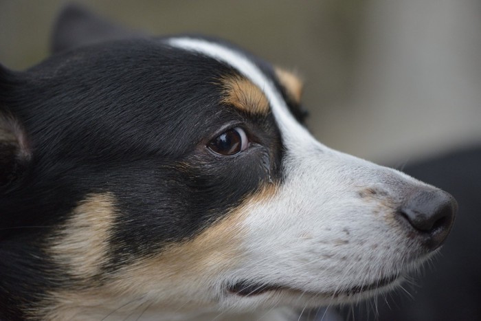 横目で見ている犬の横顔