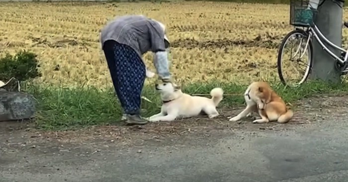 おばあちゃんに頭を撫でられる白柴