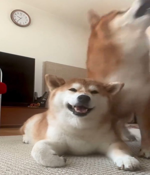 驚く犬