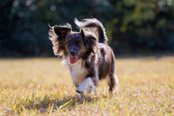 芝の上を歩くチワックスの犬