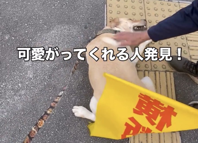 満足げに撫でられる犬